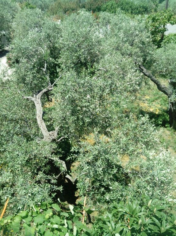 Villa Thomi Skala Rachoni  Bagian luar foto