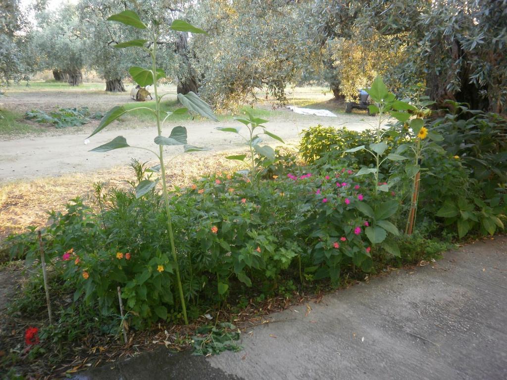 Villa Thomi Skala Rachoni  Bagian luar foto